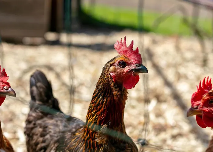 Seppen 3 Apartment Reith im Alpbachtal