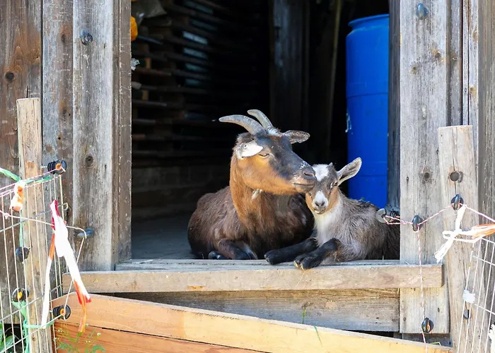 Seppen 3 * Reith im Alpbachtal