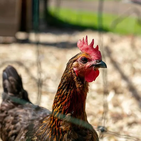 Seppen 3 Apartman Reith im Alpbachtal