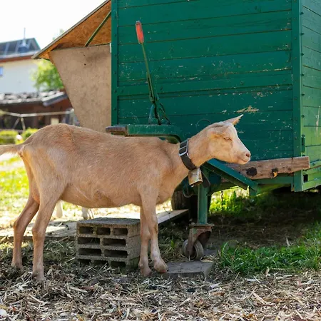 Apartman Seppen 3 Reith im Alpbachtal